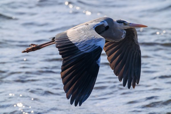 Gray Heron