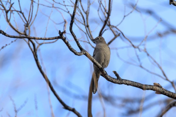 Townsend's Solitaire