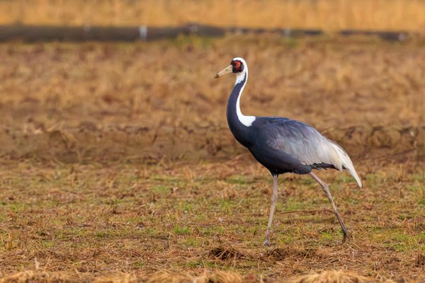 White-naped Crane