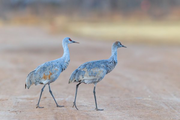 Sandhill Crane