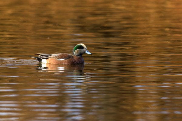 American Wigeon