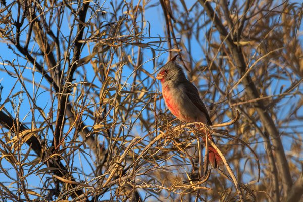 Pyrrhuloxia