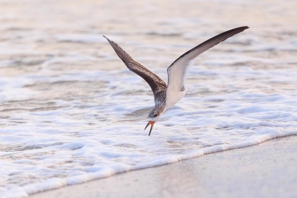 Black Skimmer