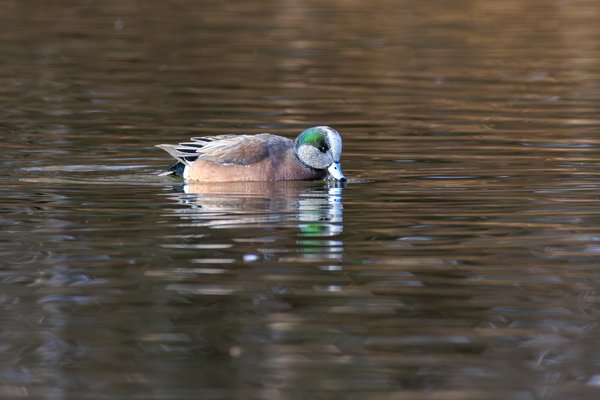 American Wigeon