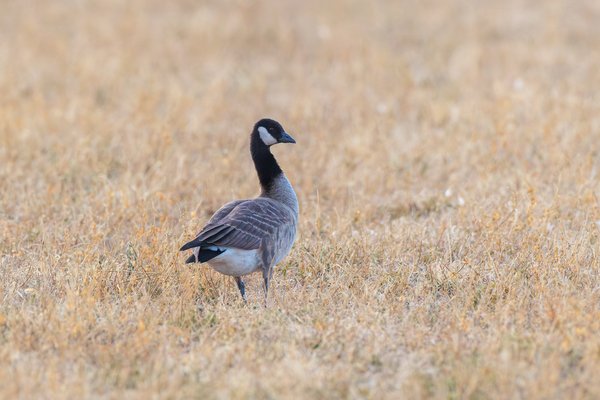 Cackling Goose
