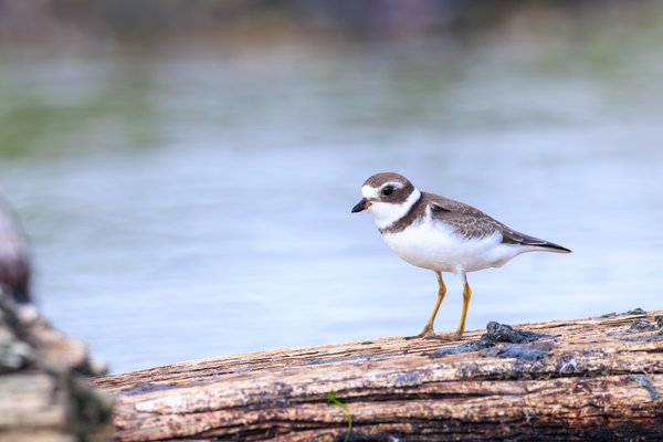 Semipalmated Plover