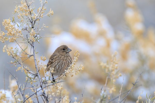 House Finch