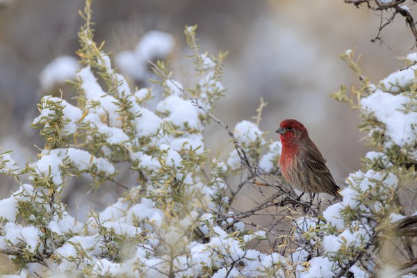House Finch