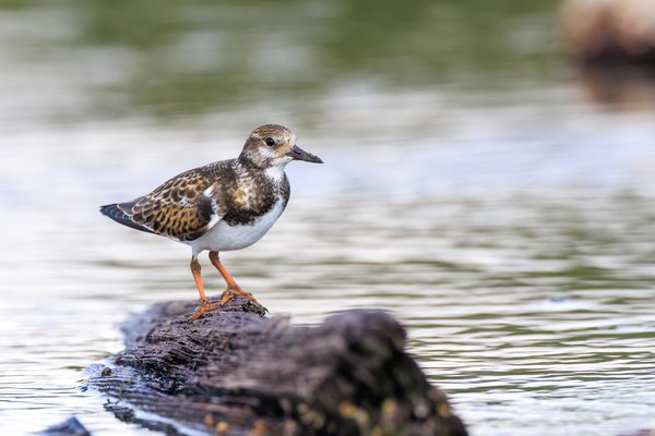 Ruddy Turnstone