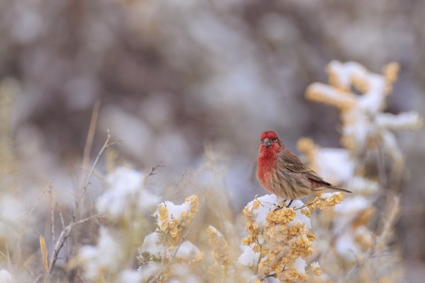 House Finch