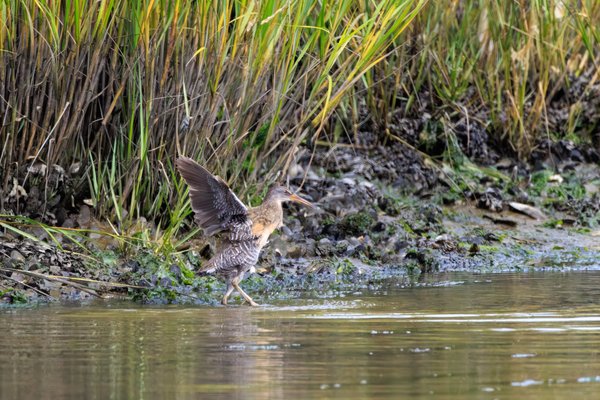Clapper Rail