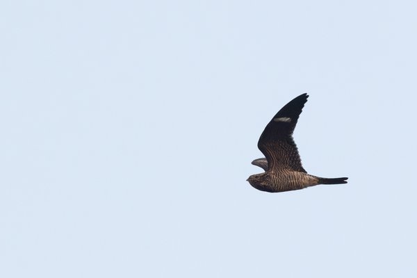 Common Nighthawk