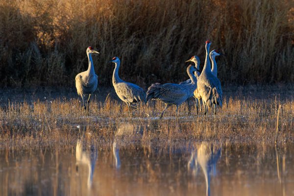 Sandhill Crane