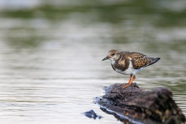 Ruddy Turnstone