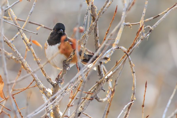 Spotted Towhee