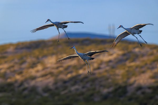 Sandhill Crane