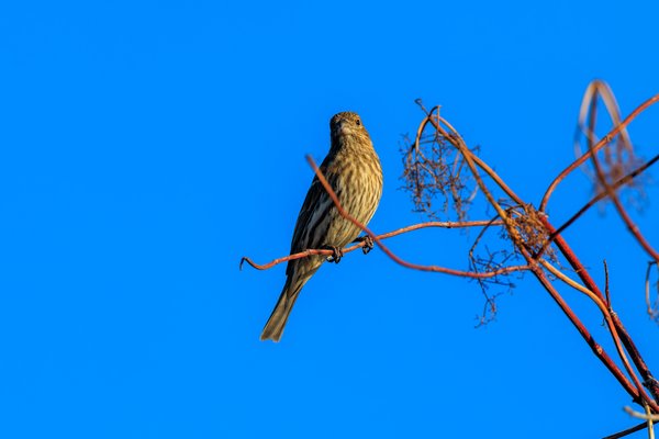 House Finch