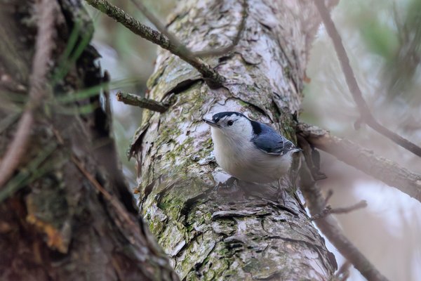 White-breasted Nuthatch