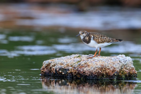Ruddy Turnstone