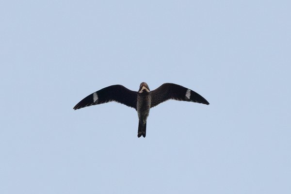 Common Nighthawk