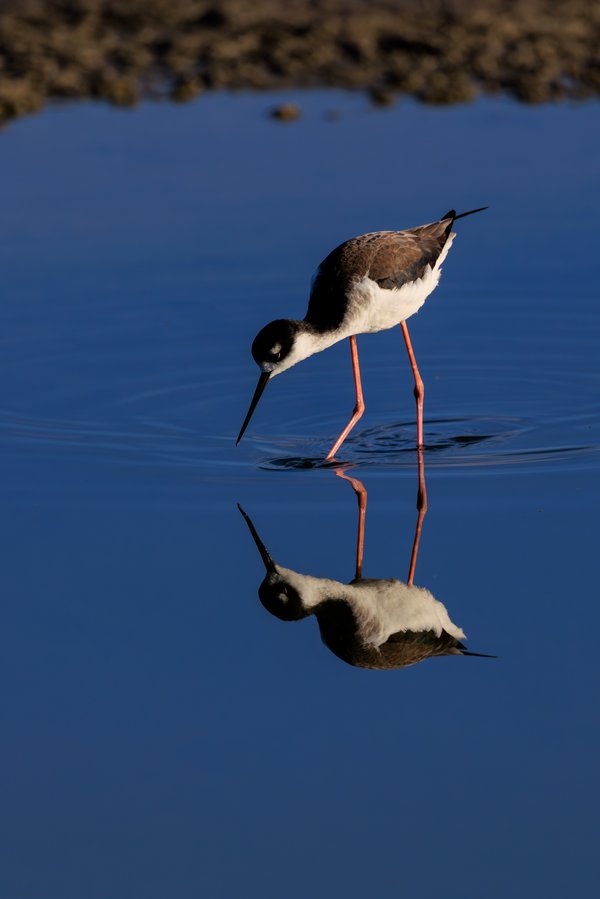 Black-necked Stilt