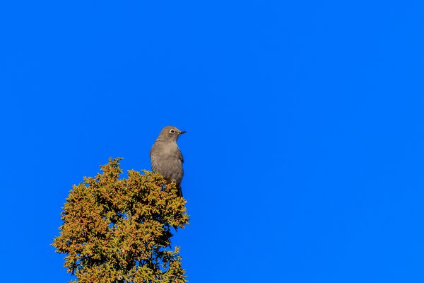 Townsend's Solitaire
