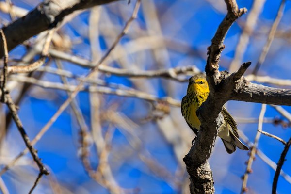 Cape May Warbler