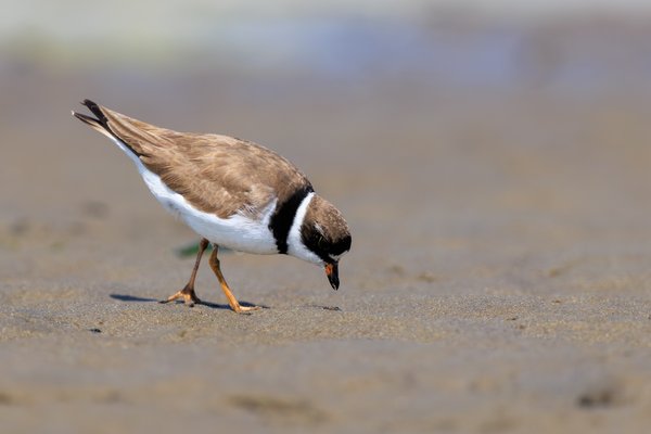 Semipalmated Plover