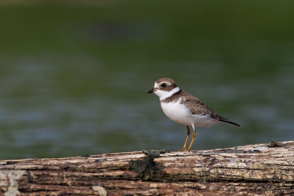 Semipalmated Plover