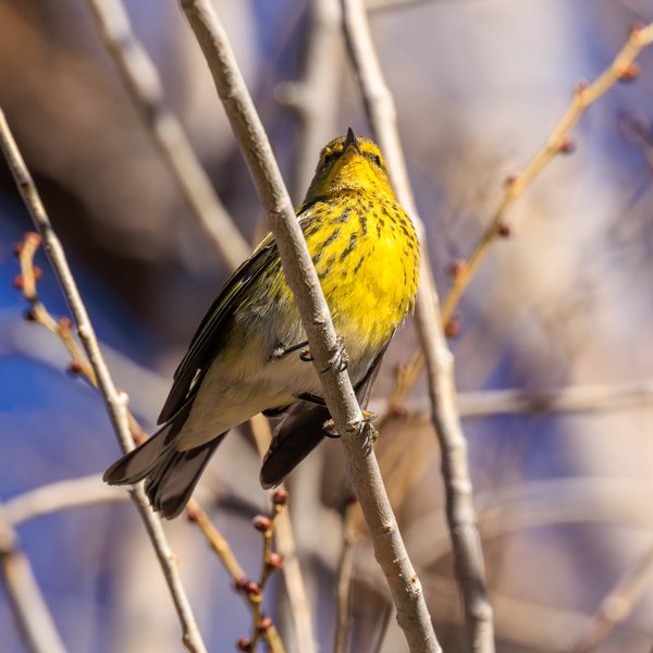 Cape May Warbler