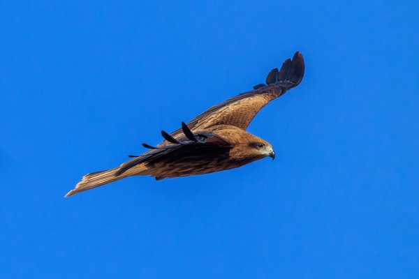 Black Kite