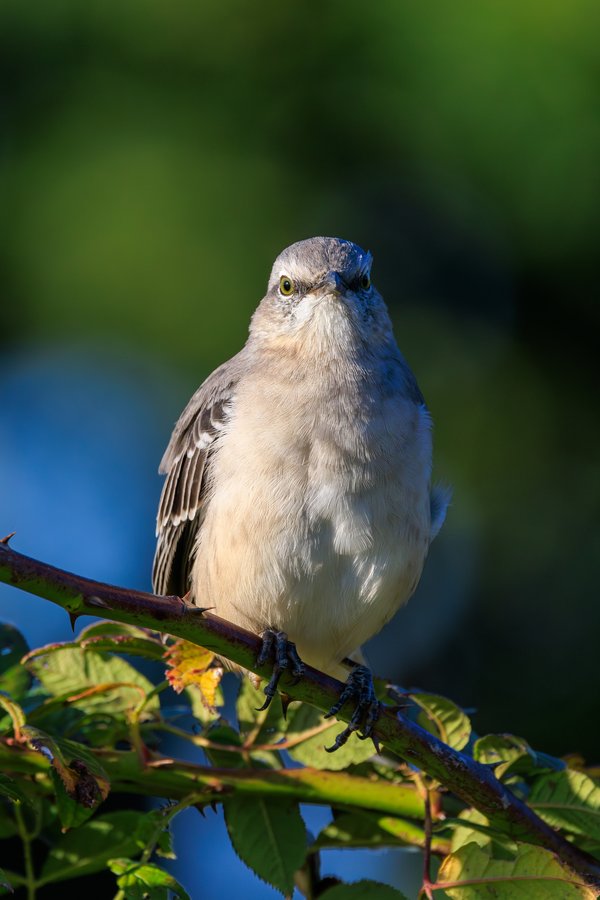 Northern Mockingbird