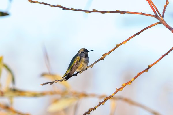 Anna's Hummingbird