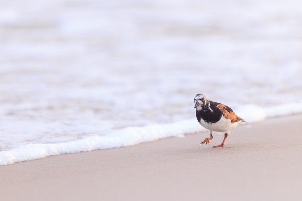 Ruddy Turnstone