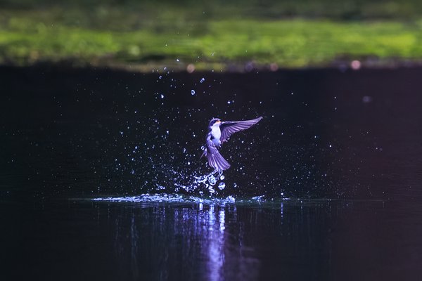 Tree Swallow