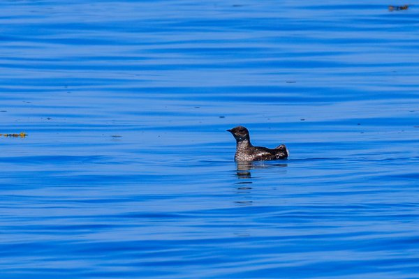 Marbled Murrelet