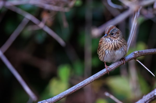 Lincoln's Sparrow