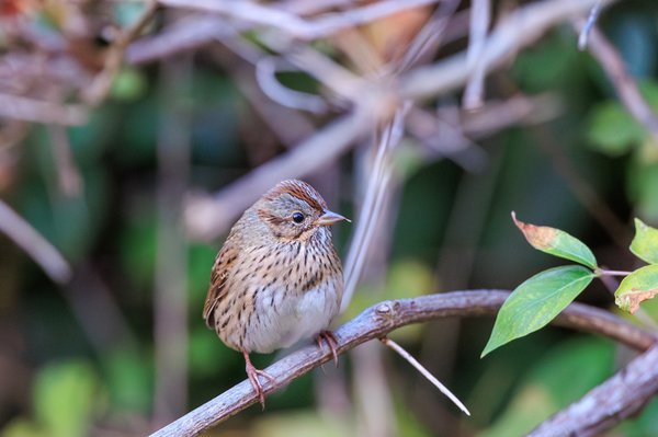 Lincoln's Sparrow