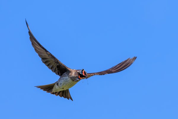Purple Martin