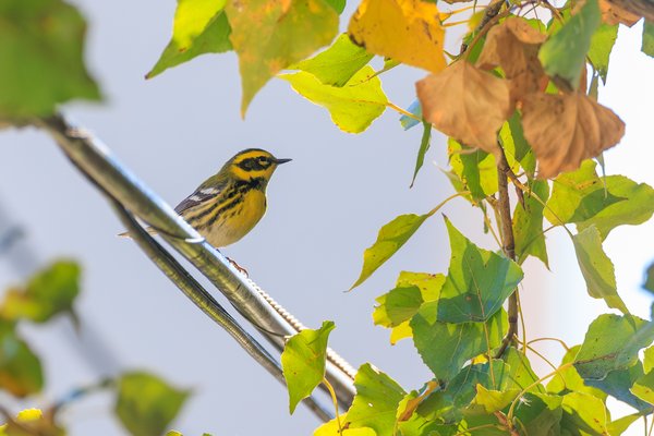 Townsend's Warbler
