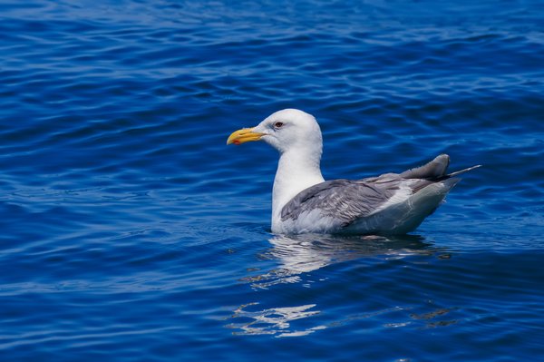 Western Gull
