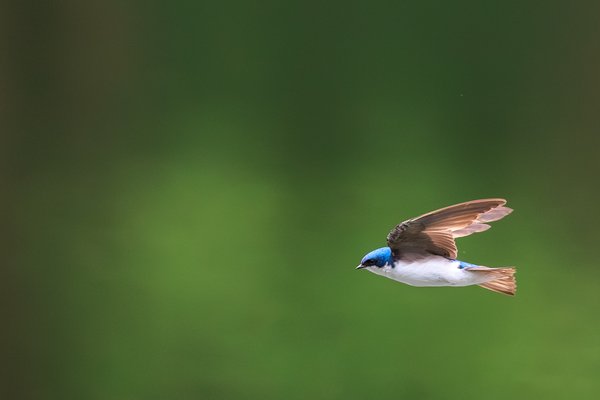 Tree Swallow