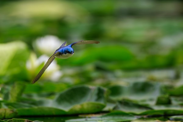 Tree Swallow