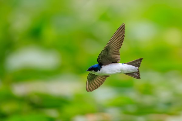 Tree Swallow
