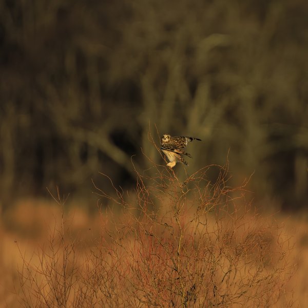 Short-eared Owl