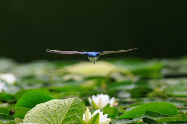 Tree Swallow
