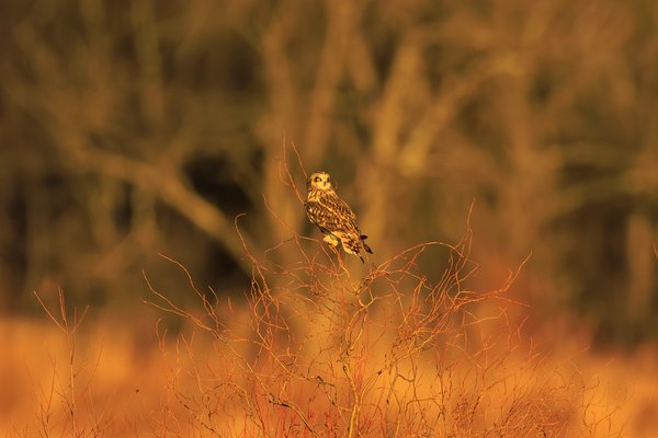 Short-eared Owl