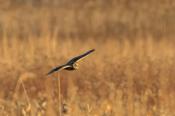 Short-eared Owl