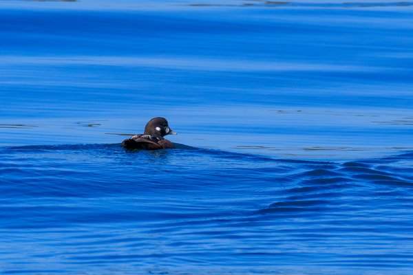Harlequin Duck