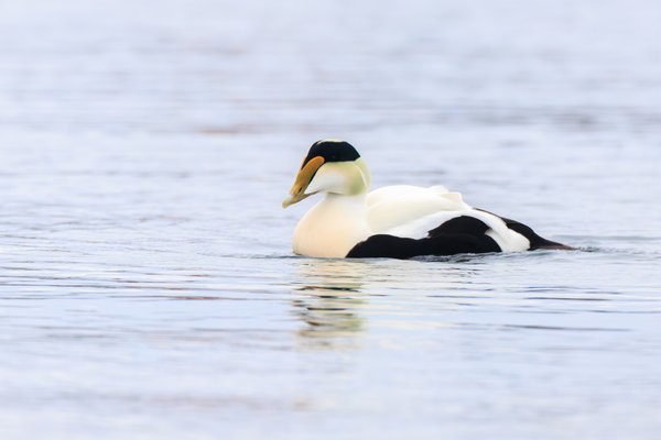 Common Eider